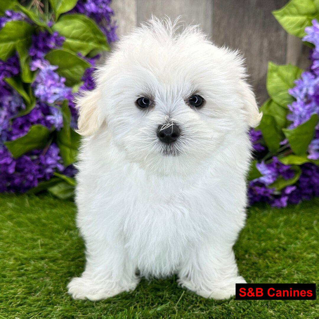 Puppy Image